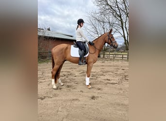 Hannoveraner, Wallach, 4 Jahre, 170 cm, Fuchs