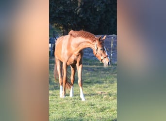 Hannoveraner, Wallach, 4 Jahre, 170 cm, Fuchs