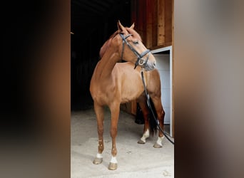 Hannoveraner, Wallach, 4 Jahre, 170 cm, Fuchs