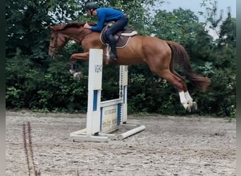 Hannoveraner, Wallach, 4 Jahre, 170 cm, Fuchs