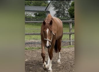 Hannoveraner, Wallach, 4 Jahre, 170 cm, Fuchs