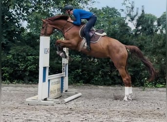 Hannoveraner, Wallach, 4 Jahre, 170 cm, Fuchs