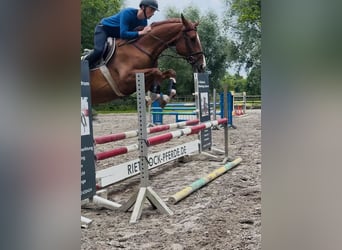 Hannoveraner, Wallach, 4 Jahre, 170 cm, Fuchs