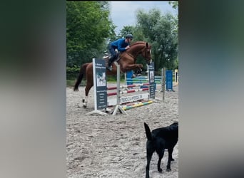 Hannoveraner, Wallach, 4 Jahre, 170 cm, Fuchs