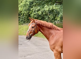 Hannoveraner, Wallach, 4 Jahre, 170 cm, Fuchs