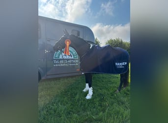 Hannoveraner, Wallach, 4 Jahre, 170 cm, Rappe