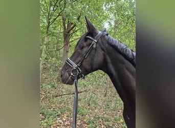 Hannoveraner, Wallach, 4 Jahre, 170 cm, Rappe