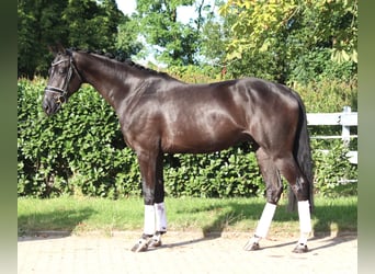 Hannoveraner, Wallach, 4 Jahre, 170 cm, Rappe