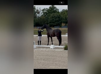 Hannoveraner, Wallach, 4 Jahre, 170 cm, Rappe