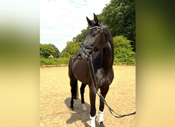 Hannoveraner, Wallach, 4 Jahre, 170 cm, Rappe