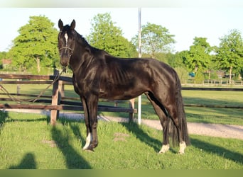 Hannoveraner, Wallach, 4 Jahre, 170 cm, Rappe