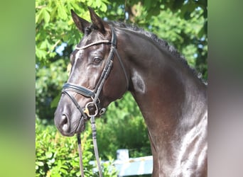 Hannoveraner, Wallach, 4 Jahre, 170 cm, Rappe