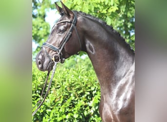 Hannoveraner, Wallach, 4 Jahre, 170 cm, Rappe