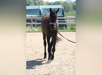 Hannoveraner, Wallach, 4 Jahre, 170 cm, Rappe