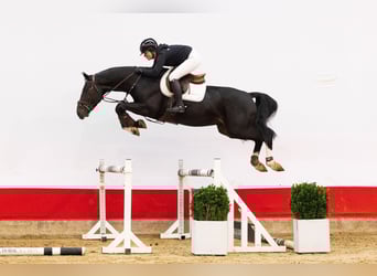 Hannoveraner, Wallach, 4 Jahre, 170 cm, Rappe