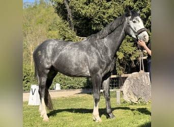 Hannoveraner, Wallach, 4 Jahre, 170 cm, Rappschimmel