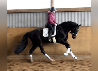 Hannoveraner, Wallach, 4 Jahre, 170 cm, Schwarzbrauner