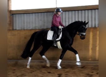 Hannoveraner, Wallach, 4 Jahre, 170 cm, Schwarzbrauner