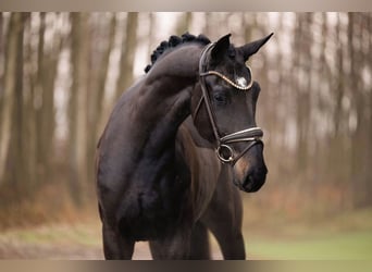 Hannoveraner, Wallach, 4 Jahre, 170 cm, Schwarzbrauner