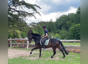 Hannoveraner, Wallach, 4 Jahre, 170 cm, Schwarzbrauner