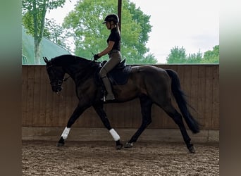 Hannoveraner, Wallach, 4 Jahre, 170 cm, Schwarzbrauner