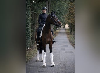 Hannoveraner, Wallach, 4 Jahre, 171 cm, Brauner