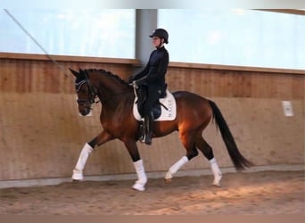 Hannoveraner, Wallach, 4 Jahre, 171 cm, Brauner