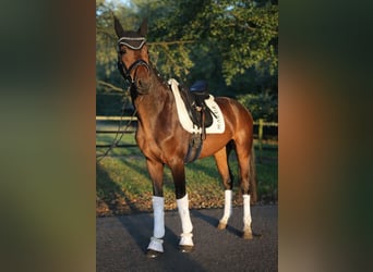 Hannoveraner, Wallach, 4 Jahre, 171 cm, Brauner