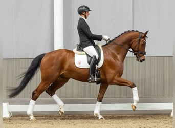 Hannoveraner, Wallach, 4 Jahre, 171 cm, Brauner