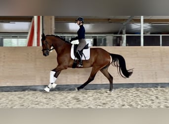 Hannoveraner, Wallach, 4 Jahre, 171 cm, Brauner