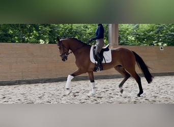Hannoveraner, Wallach, 4 Jahre, 171 cm, Brauner