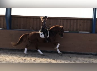 Hannoveraner, Wallach, 4 Jahre, 171 cm