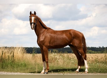 Hannoveraner, Wallach, 4 Jahre, 171 cm