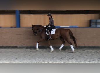 Hannoveraner, Wallach, 4 Jahre, 171 cm