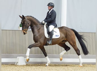 Hannoveraner, Wallach, 4 Jahre, 171 cm, Dunkelbrauner