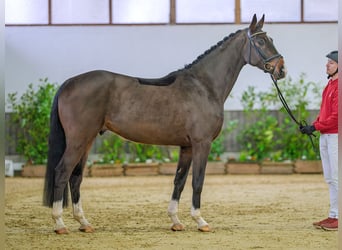 Hannoveraner, Wallach, 4 Jahre, 171 cm, Dunkelbrauner