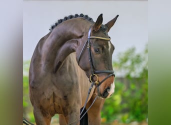 Hannoveraner, Wallach, 4 Jahre, 171 cm, Dunkelbrauner