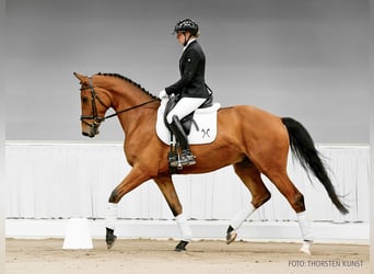 Hannoveraner, Wallach, 4 Jahre, 171 cm, Dunkelbrauner