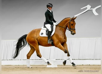 Hannoveraner, Wallach, 4 Jahre, 171 cm, Dunkelbrauner