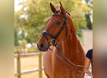 Hannoveraner, Wallach, 4 Jahre, 171 cm, Dunkelbrauner