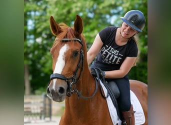 Hannoveraner, Wallach, 4 Jahre, 171 cm, Dunkelfuchs