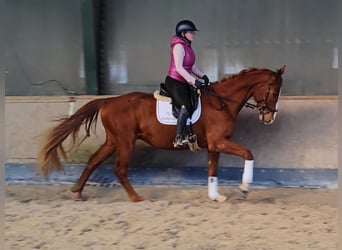 Hannoveraner, Wallach, 4 Jahre, 171 cm, Fuchs
