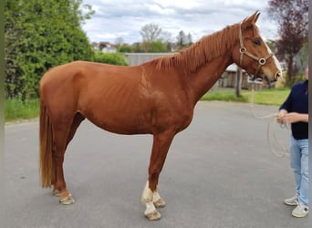 Hannoveraner, Wallach, 4 Jahre, 171 cm, Fuchs