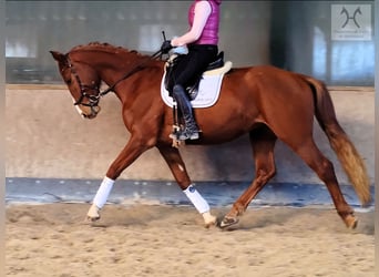 Hannoveraner, Wallach, 4 Jahre, 171 cm, Fuchs