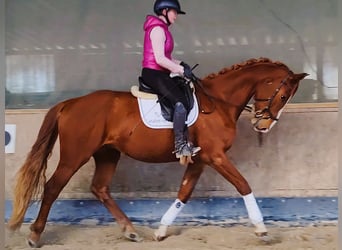 Hannoveraner, Wallach, 4 Jahre, 171 cm, Fuchs
