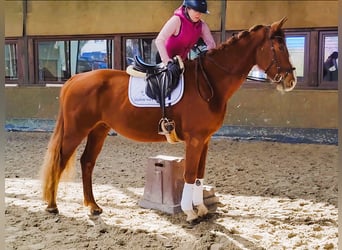 Hannoveraner, Wallach, 4 Jahre, 171 cm, Fuchs