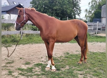 Hannoveraner, Wallach, 4 Jahre, 171 cm, Fuchs