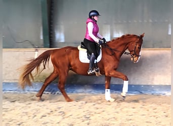 Hannoveraner, Wallach, 4 Jahre, 171 cm, Fuchs