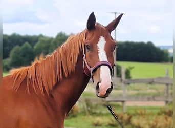 Hannoveraner, Wallach, 4 Jahre, 171 cm, Fuchs