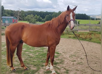 Hannoveraner, Wallach, 4 Jahre, 171 cm, Fuchs